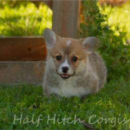 Gravy - White and red male Pembroke Welsh Corgi puppy in Williams, California from Half Hitch Corgis