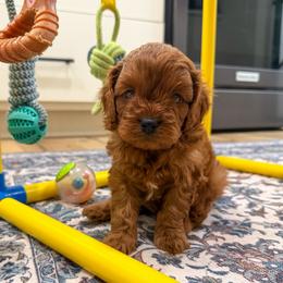 Rex - Red male Cavapoo puppy in Beresford, South Dakota from DAKOTA DOOD RANCH