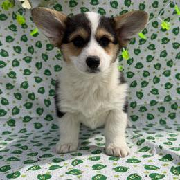 Girl 1 - female Pembroke Welsh Corgi puppy in Muskingum County, Ohio from Buckeye Corgi