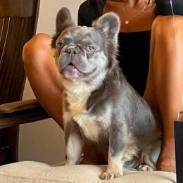 Gizzy - French Bulldog