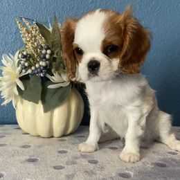 Cavalier King Charles Spaniel Puppies from Christina’s Cavaliers
