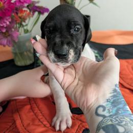 Emma - Black and white female Great Dane puppy in Pollock, Louisiana from Danes Done Right