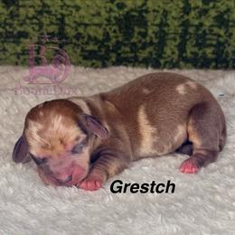 Grestch - Dapple female Dachshund puppy in Lexington, Oklahoma from BooneDox Miniature Dachshunds