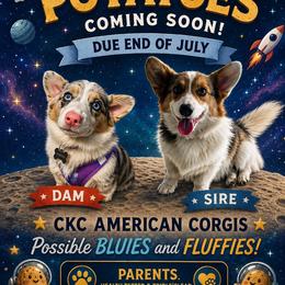 American Corgi puppies from Cascadian Space Coast Corgis LLC