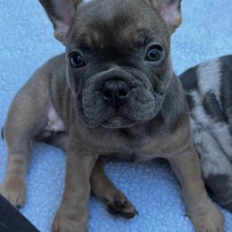 French Bulldog Puppies from Nuthin’ But Frenchies