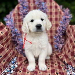 Golden Retriever Puppies from Dale Hollow Goldens
