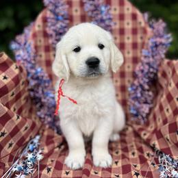 Golden Retriever Puppies from Dale Hollow Goldens