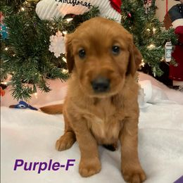 Golden Retriever Puppies from STAT: Service Therapy Alert Training