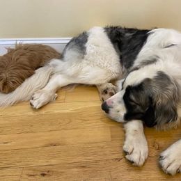 Pyrenean Mastiff All Grown Up from Bella Dulce