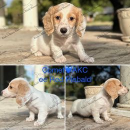 Comet - Piebald male Dachshund puppy in Gatesville, Texas from Emily’s Doxie Domain