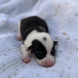 Jack- Natural bobtail Mismark - White and black male Pembroke Welsh Corgi puppy in Hope, Arkansas from Foxy Knoll Farm