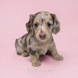 Wimsy - Chocolate and cream female Dachshund puppy in Oklahoma City, Oklahoma from OkieDoxieland Dachshunds