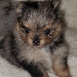 Prada - Blue merle female Pomeranian puppy in Weatherford, Texas from Jeweled Poms