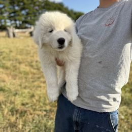 Dark blue collar boy - White male Maremma Sheepdog puppy in Swanton, Ohio from Old Orchard Maremmas