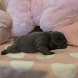 Girl 3 - Blue female French Bulldog puppy in Crane, Missouri from James River French Bulldogs
