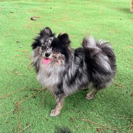 Posie - Blue merle female Pomeranian puppy in Newport News, Virginia from Nel’s Pomeranians