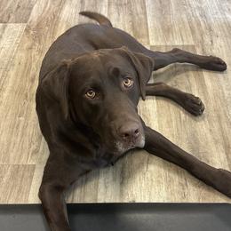 Bix - Labrador Retriever