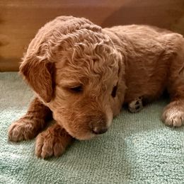 Bella (white) - Cream female Goldendoodle puppy in Lakeland, Florida from Standard Goldendoodle and Doodles