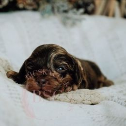 Navy collar - Merle male Cockapoo puppy in Missoula, Montana from Big Sky Cockapoos