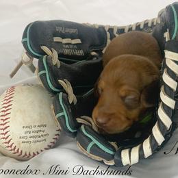 Dachshund Puppies from Marissa's Dachshunds (BooneDox Mini Dachshunds)