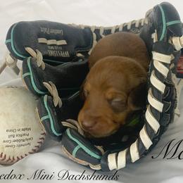 Dachshund Puppies from Marissa's Dachshunds (BooneDox Mini Dachshunds)
