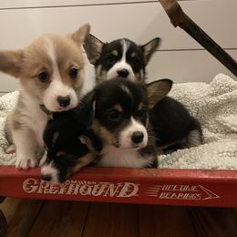 Pembroke Welsh Corgi Puppies from Mill Rock Farms