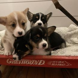 Pembroke Welsh Corgi Puppies from Mill Rock Farms