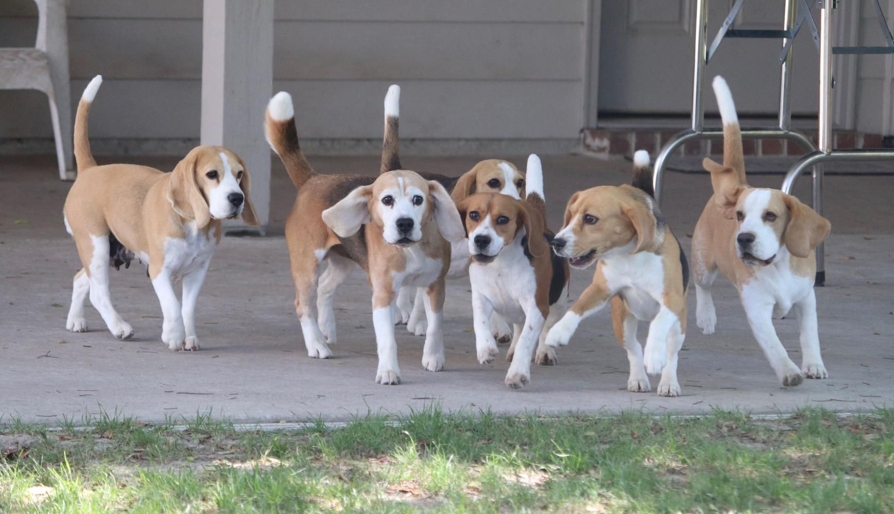 Six Beagles running together. 