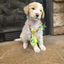 Sawyer - Apricot male Goldendoodle puppy in Sanderson, Florida from Serenity Goldendoodles