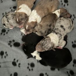 Collie Puppies from Otter Point Collies