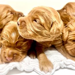 Australian Labradoodle Puppies from Lake Bay Labradoodles