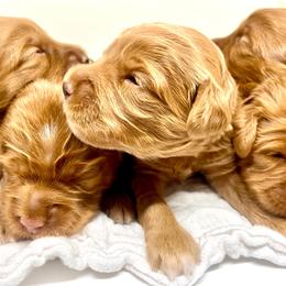 Australian Labradoodle Puppies from Lake Bay Labradoodles