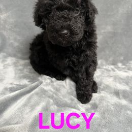 Lucy - Black female Goldendoodle puppy in Fairfield, Ohio from McMoniDoodles