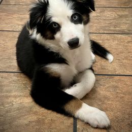 Australian Shepherd and Miniature Australian Shepherd Puppies from Integrity Aussies Tx
