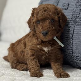Sleepy - Red  male Goldendoodle puppy in Lincoln, Nebraska from Daisy Doodles