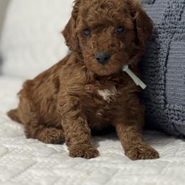 Sleepy - Red  male Goldendoodle puppy in Lincoln, Nebraska from Daisy Doodles