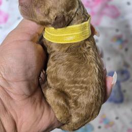 Thor - Apricot male Goldendoodle puppy in Austin, Texas from Austin Doodles & Poodles