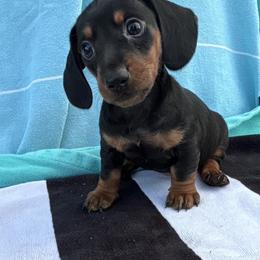 Boy 1 - Black and tan male Dachshund puppy in Mulberry, Florida from J's Mini Dachshunds