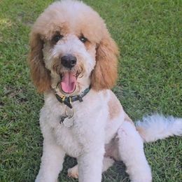 Daisy - Goldendoodle