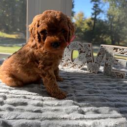 Blossom - Red  female Goldendoodle puppy in Frederick, Maryland from Honey Blossom Doodles