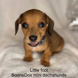 Little foot - Dapple male Dachshund puppy in Lexington, Oklahoma from BooneDox Miniature Dachshunds