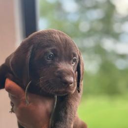 Light Blue Collar - Chocolate male Labrador Retriever puppy in Winchester, Kentucky from Bourbon Country Retrievers