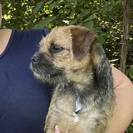Tart - Border Terrier