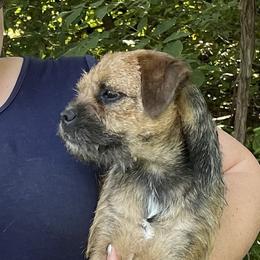 Tart - Border Terrier