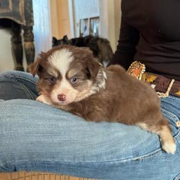 Mocha - Chocolate female Pomsky puppy in Sturgis, Kentucky from Furever Pomskies