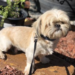 Roco - Shih Tzu