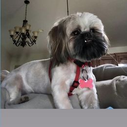 Tucker - Shih Tzu