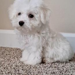 Maltipoo Puppies from Little Cupcakes and Little Punkins Maltipoos