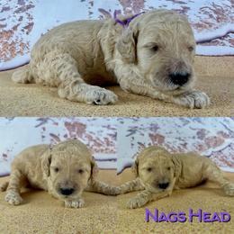 Nags Head - Cream female Poodle puppy in Swansboro, North Carolina from Monarch Standard Poodles