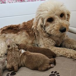 Goldendoodle puppies from Grace N Faith Doodles